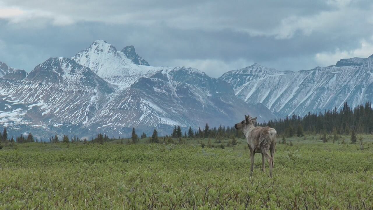 Partners Confirm Feasibility for Proposed National Park in the Teetł’it Gwinjik (Peel River) Watershed