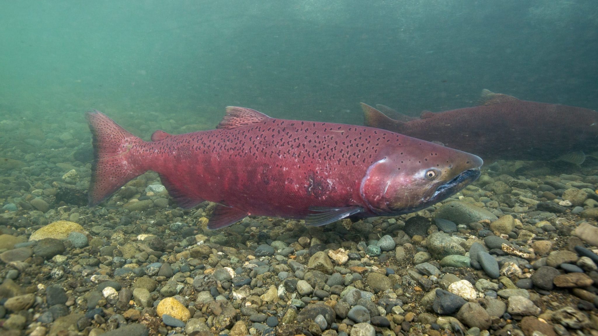 Canada’s Nature Strategy renews Pacific Salmon Strategy Initiative to protect and rebuild wild Pacific salmon populations